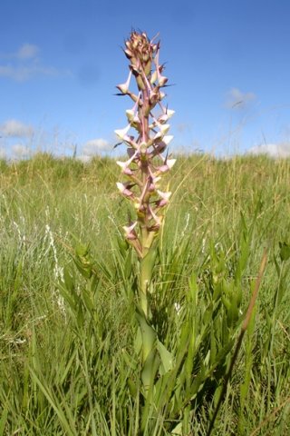 Disa cooperi leaves